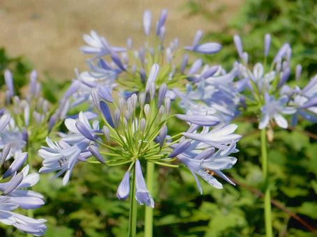 Photo, agapanthus, purple clam, blue, 
