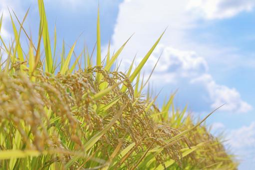 Bountiful Autumn Rice, JPG Bountiful Autumn Rice, JPG