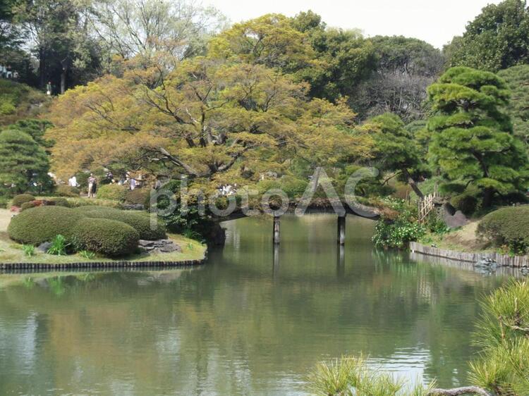 六義園 さくら,りくぎえん,六義園の写真素材