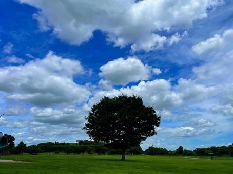 公園の大木 公園の大木 公園,大木,ぽつんとの写真素材