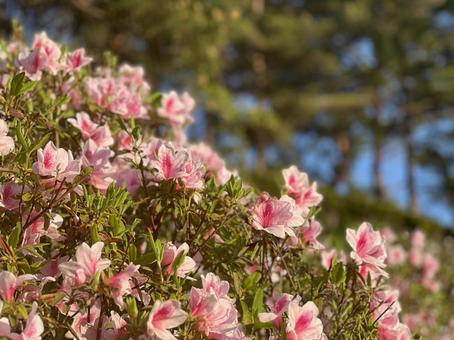 ピンクのツツジの写真