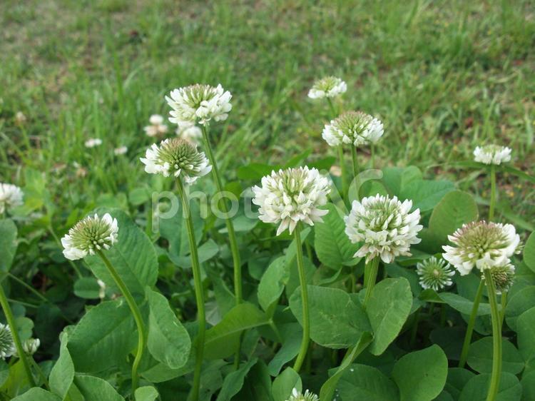 都市公園のシロツメクサ シロツメクサ,クローバー,野の花の写真素材