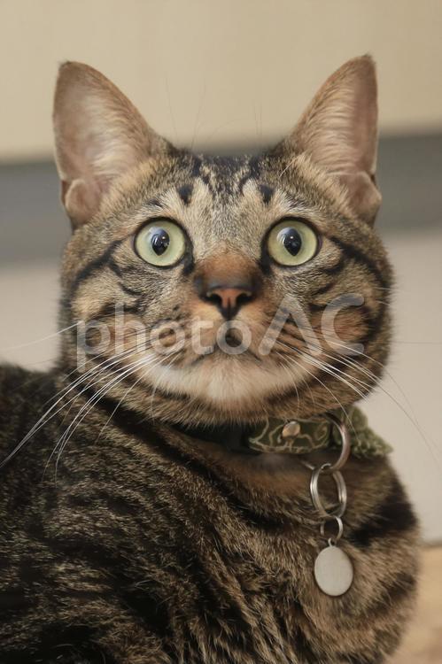 堂々と正面を見据えるキジ猫 キジ猫,ネコ,猫の写真素材