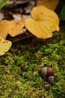背景に合う苔の上のドングリと黄葉 背景に合う苔の上のドングリと黄葉の写真