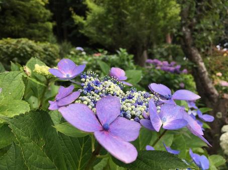 紫陽花 紫陽花の写真
