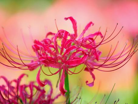 40:咲き乱れる彼岸花 40:咲き乱れる彼岸花 彼岸花,ミステリアス,花の写真素材