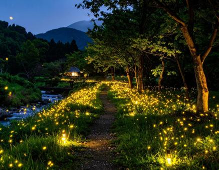 ホタルのいる田園風景 ホタルのいる田園風景の写真