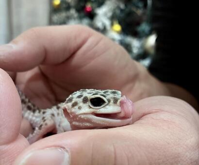 ヒョウモントカゲモドキ ヒョウモントカゲモドキ,レオパルドゲッコー,ヤモリの写真素材