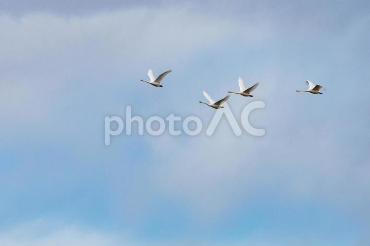 餌場を求めて飛び立つ白鳥の群れ 白鳥,冬鳥,川の写真素材