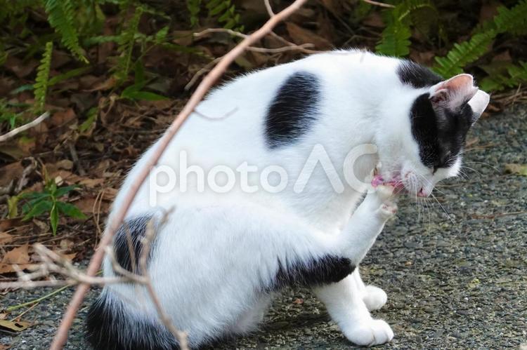 後ろ足を舐める白黒猫 ネコ,保護猫,猫の写真素材
