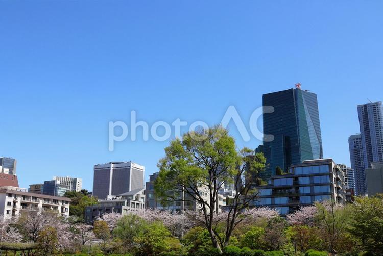 ４月上旬の東京港区立檜町公園の桜 背景,桜,花の写真素材