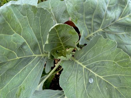 キャベツの苗 キャベツの苗 キャベツ,苗,家庭菜園の写真素材