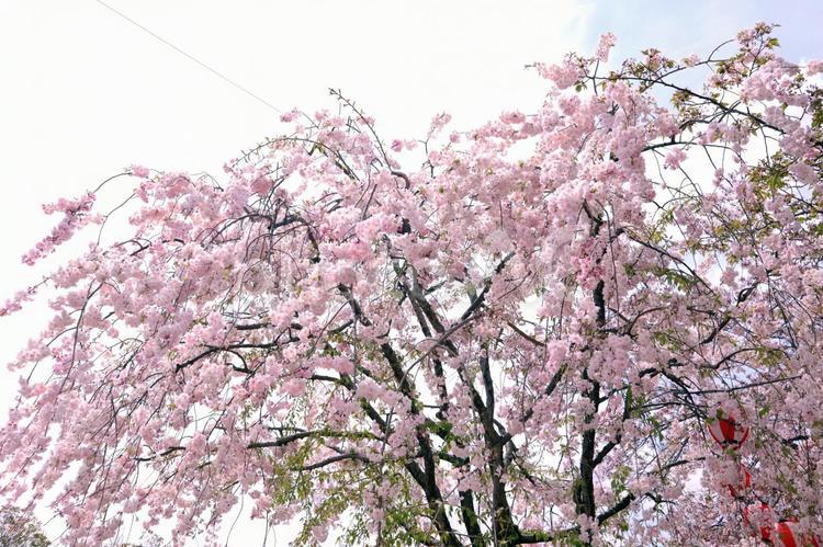 公園に咲いていた垂れ桜。 桜,サクラ,cherryblossomsの写真素材