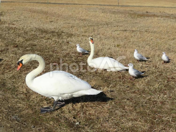 龍ヶ崎市牛久沼水辺公園のコブハクチョウ コブハクチョウ,ユリカモメ,牛久沼水辺公園の写真素材