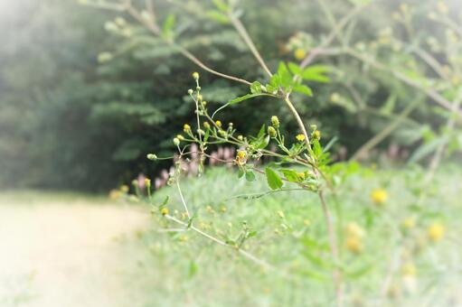 野の花 加工有り 野の花 加工有りの写真