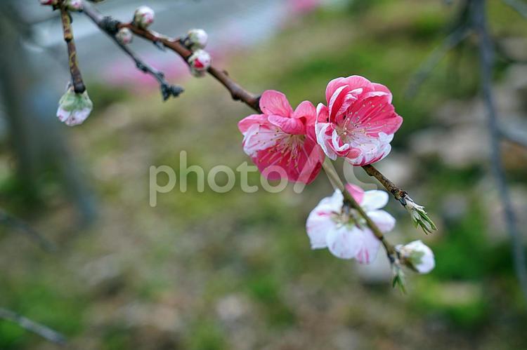 松帆の郷18　紅白梅の木 兵庫県,淡路市,岩屋の写真素材