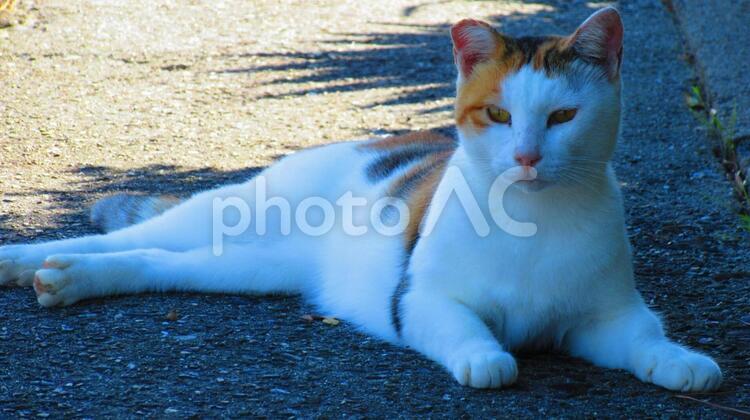 べっぴんさんの猫ちゃんです 肖像画,哺乳動物,動物の写真素材