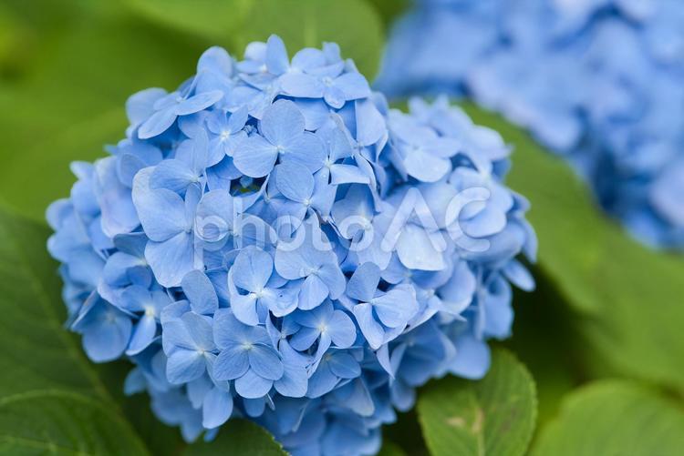 公園で美しく咲いている青色の紫陽花1輪② 紫陽花,梅雨,5月の写真素材