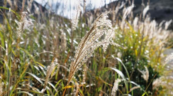 大分県の長者原に生えているススキ 植物,ススキ,綿毛の写真素材