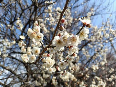 梅の花 梅の花の写真
