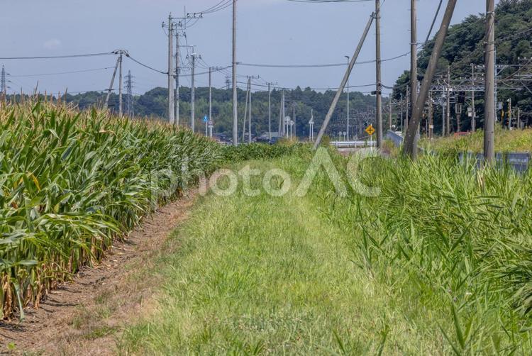 とうもろこし畑の脇のあぜ道 あぜ道,とうもろこし,緑の写真素材