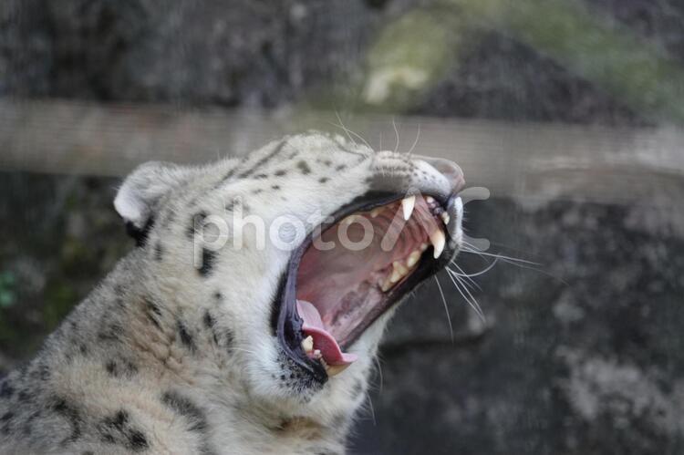 大欠伸中～眠い ユキヒョウ,ヒョウ属,アラガニスタンの写真素材