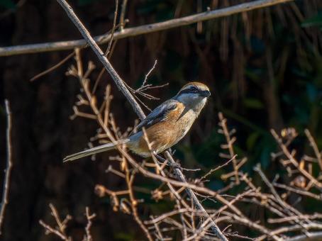枝にとまるモズ・百舌鳥 枝にとまるモズ・百舌鳥の写真