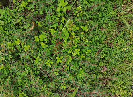 11月の植物 植物,雑草,地面の写真素材