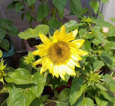 ひまわり ひまわり ひまわり,花,夏の写真素材