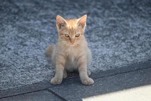 岡山県真鍋島の子猫 岡山県真鍋島の子猫 眼,岡山県,真鍋島の写真素材