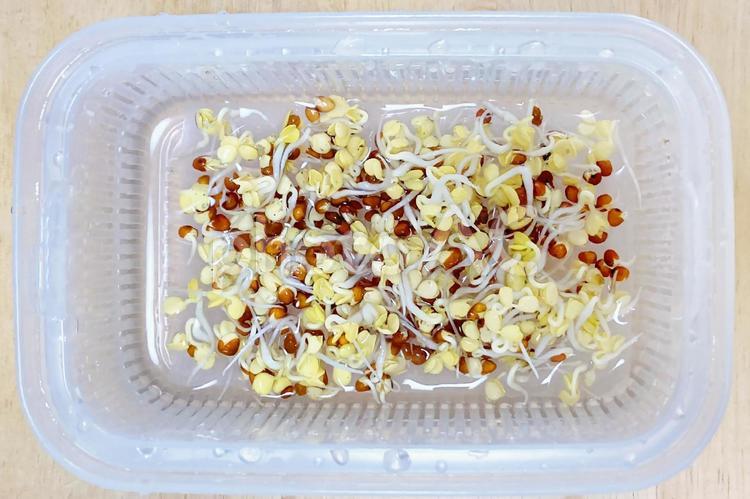 水替えしたかいわれ大根 カイワレダイコン,かいわれ,かいわれ大根の写真素材