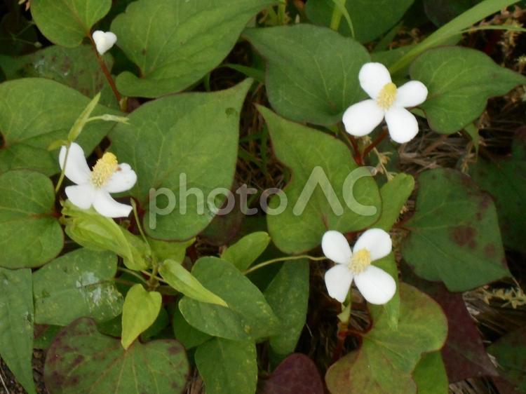 家の庭に咲いたドクダミの花 自然,野草,屋外の写真素材