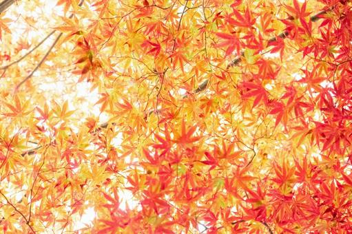 Autumn red maple, JPG