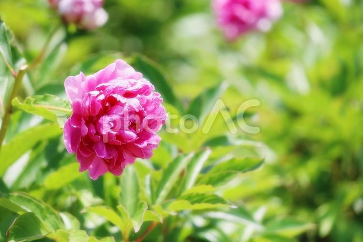 芍薬の横顔 芍薬,ピンク色,桃色の写真素材