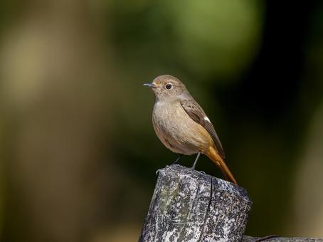 杭にとまるジョウビタキのメス・ジョビコ 杭にとまるジョウビタキのメス・ジョビコ ジョウビタキ,ジョビコ,ジョウビタキのメスの写真素材