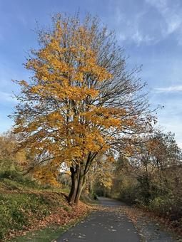 秋の紅葉 秋,紅葉,落ち葉の写真素材