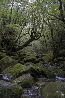 屋久島　白谷雲水峡 屋久島,白谷雲水峡,世界自然遺産の写真素材