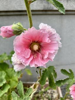 Pink Hollyhock Flowers, JPG