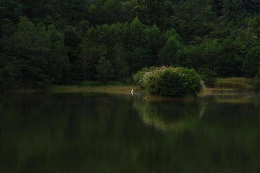 森林と池 森林,自然,池の写真素材