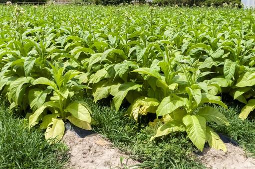 タバコ畑 煙草畑,たばこ畑,煙草の写真素材