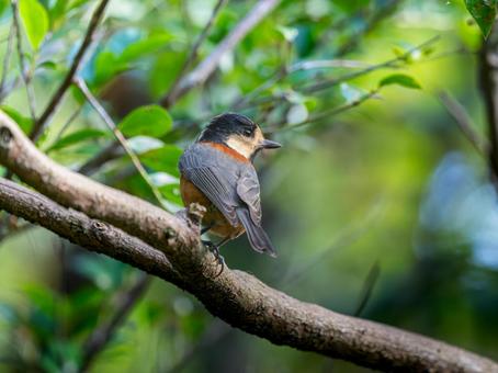 枝にとまるヤマガラ ヤマガラ,野鳥,鳥の写真素材