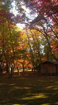 autumn leaves, JPG