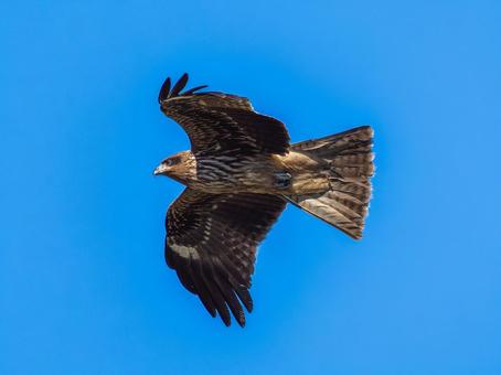 空を飛ぶトビ・トンビ トビ,鳶,野鳥の写真素材