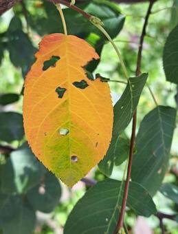 夏の紅葉 夏の紅葉の写真