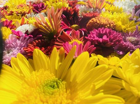 水中菊・黄色 菊,黄色,秋の写真素材