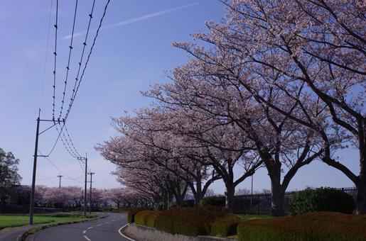 桜並木 桜並木の写真
