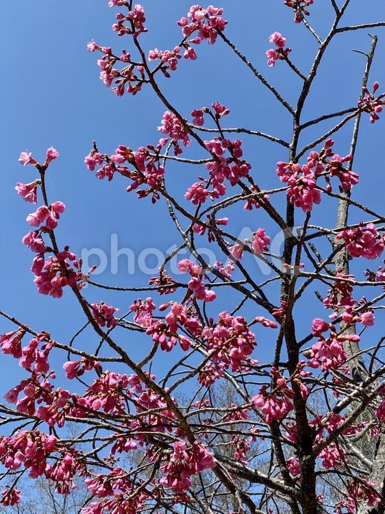 カンヒザクラ 寒緋桜,春,季節の写真素材