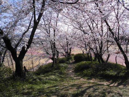 桜のトンネル さくら,花,桜の写真素材