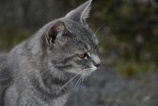 走島のにゃんこ達 走島のにゃんこ達の写真