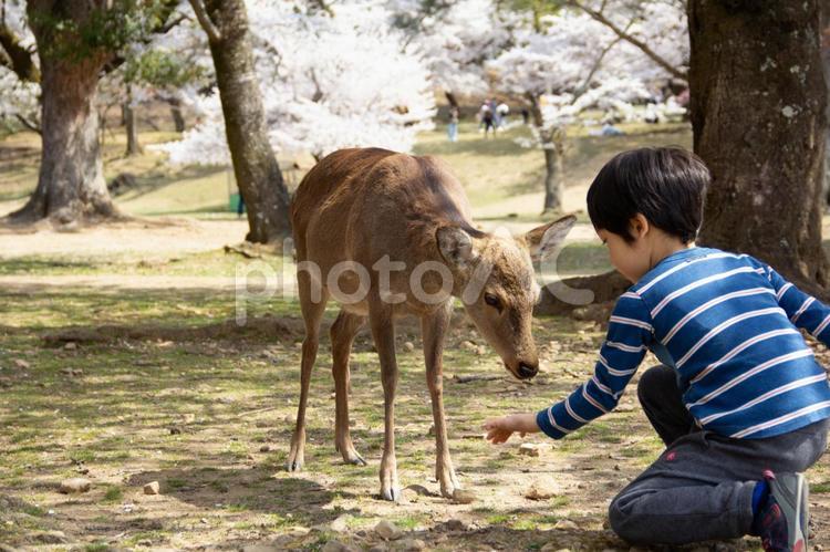 奈良公園の鹿と桜とエサをあげる少年 奈良公園,東大寺,鹿の写真素材
